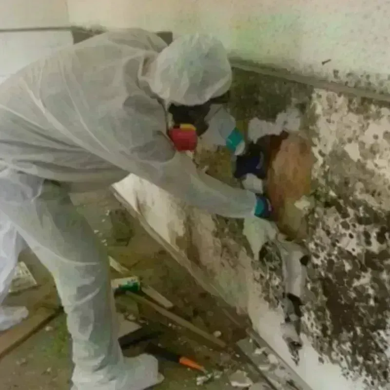 Mold Remediation and Removal in Dothan, AL